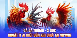 Đá Gà Thomo - 3 Góc Khuất Ít Ai Biết Đến Khi Chơi Tại Vipwin