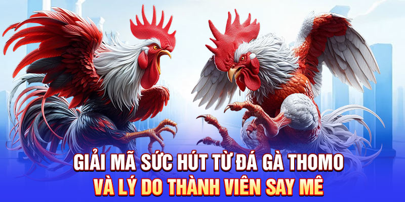 Giải mã sức hút từ đá gà Thomo và lý do thành viên say mê
