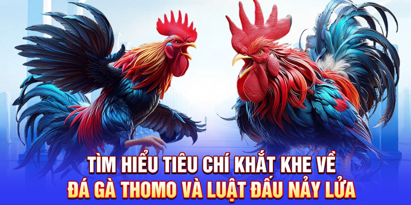 Tìm hiểu tiêu chí khắt khe về đá gà Thomo và luật đấu nảy lửa